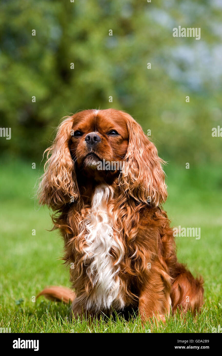 CAVALIER KING CHARLES SPANIEL, ruby Stockfoto