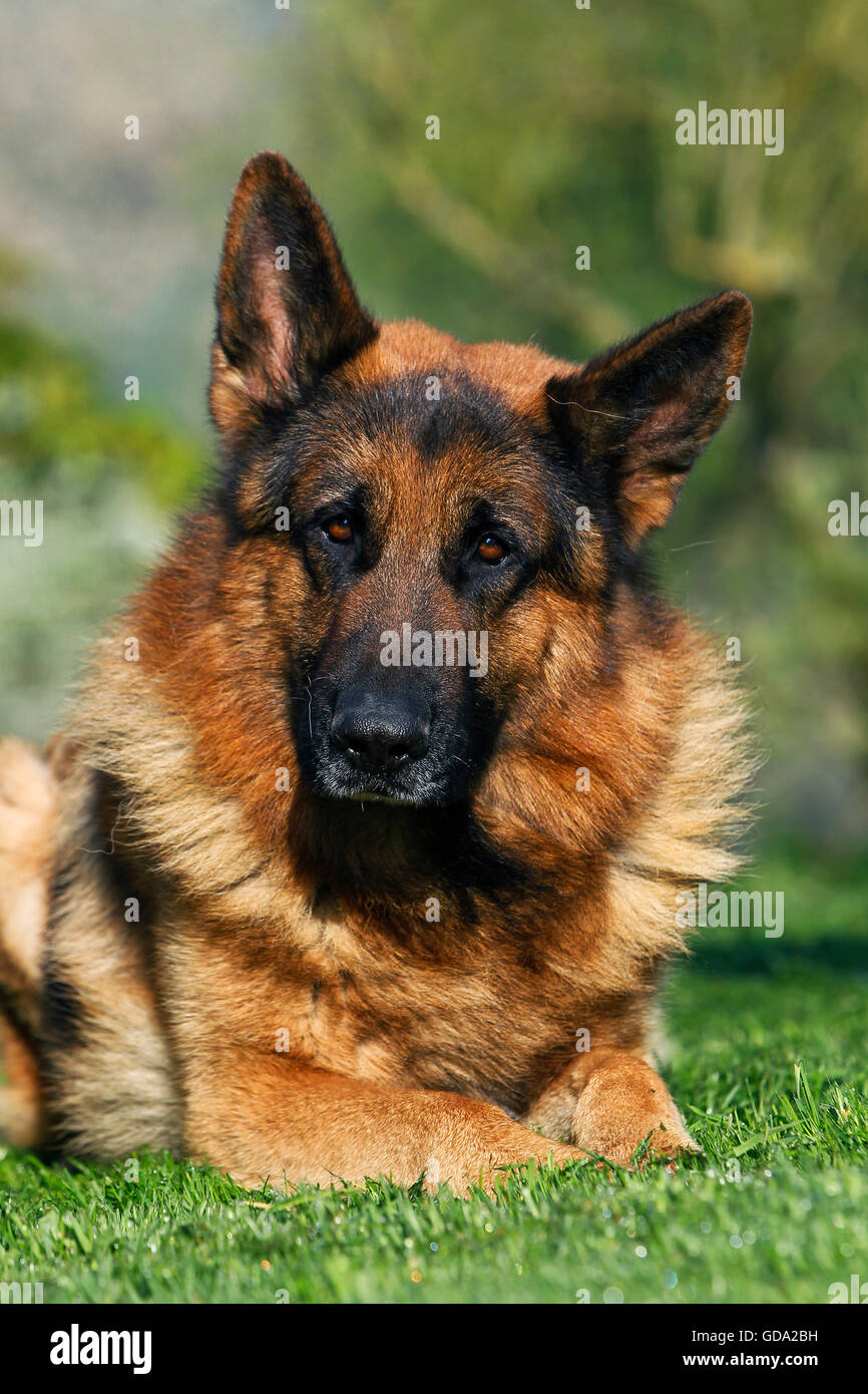 Deutscher Schäferhund, Erwachsenen Verlegung auf Rasen Stockfoto