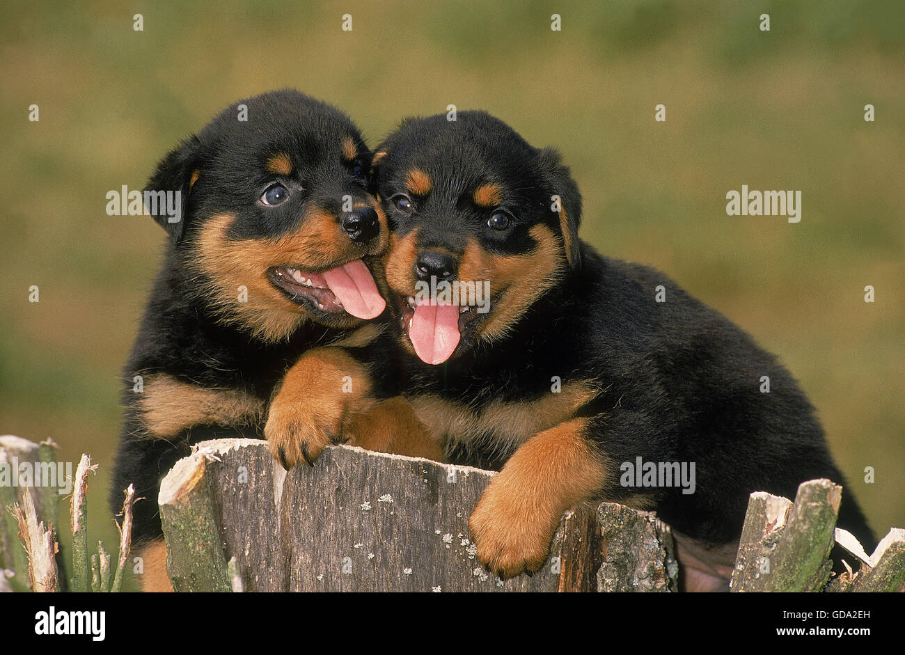 Rottweiler Hund, Welpe auf Lager Stockfoto