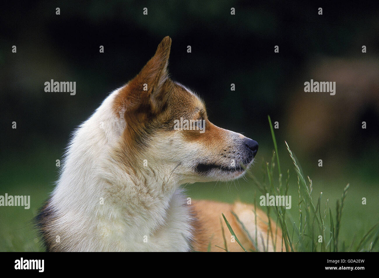 Norwegisch Lundehund Spitz Stockfoto