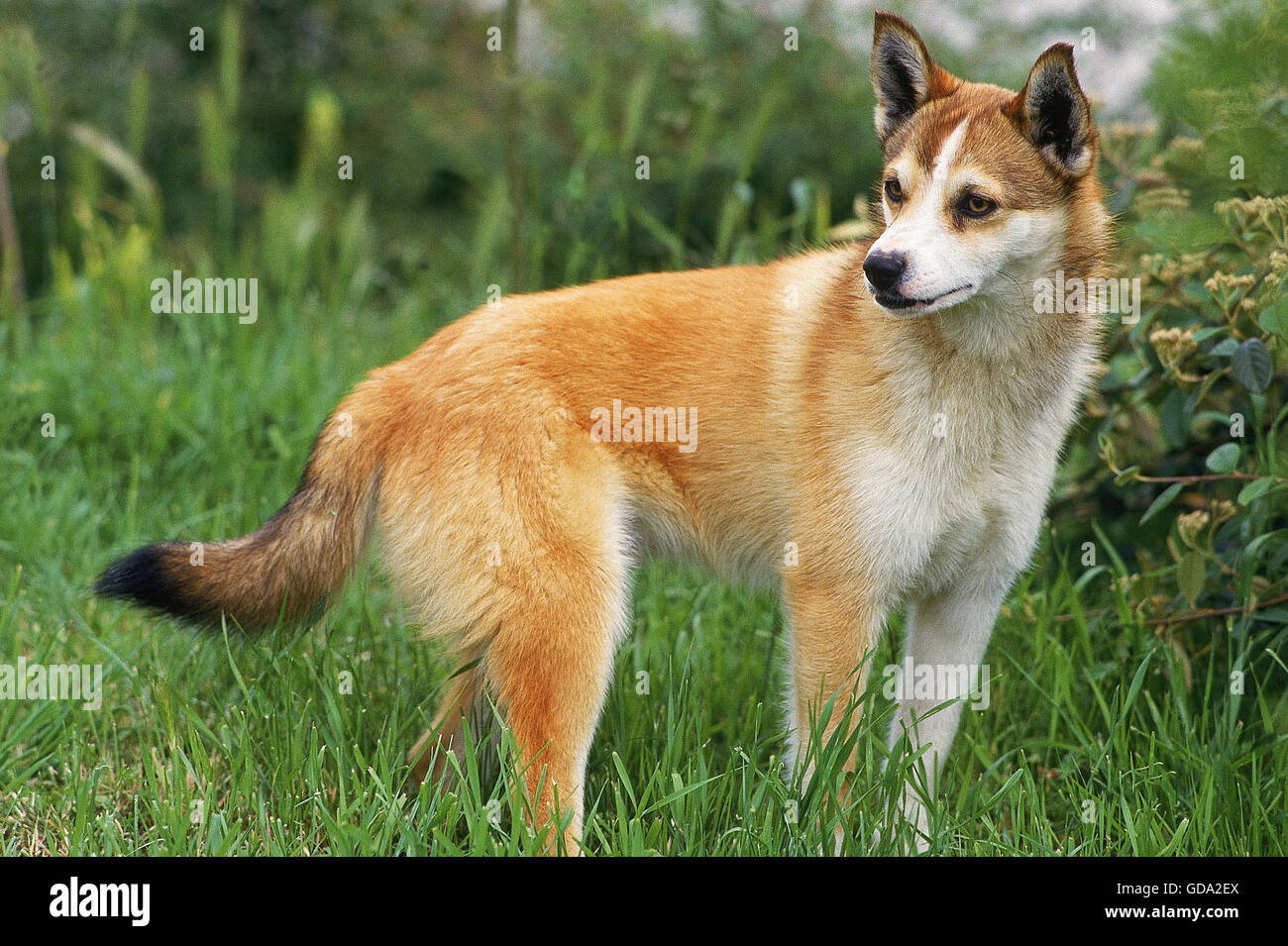 NORGEVIAN LUNDEHUND SPITZ, ERWACHSENE AUF GRASLAND Stockfoto