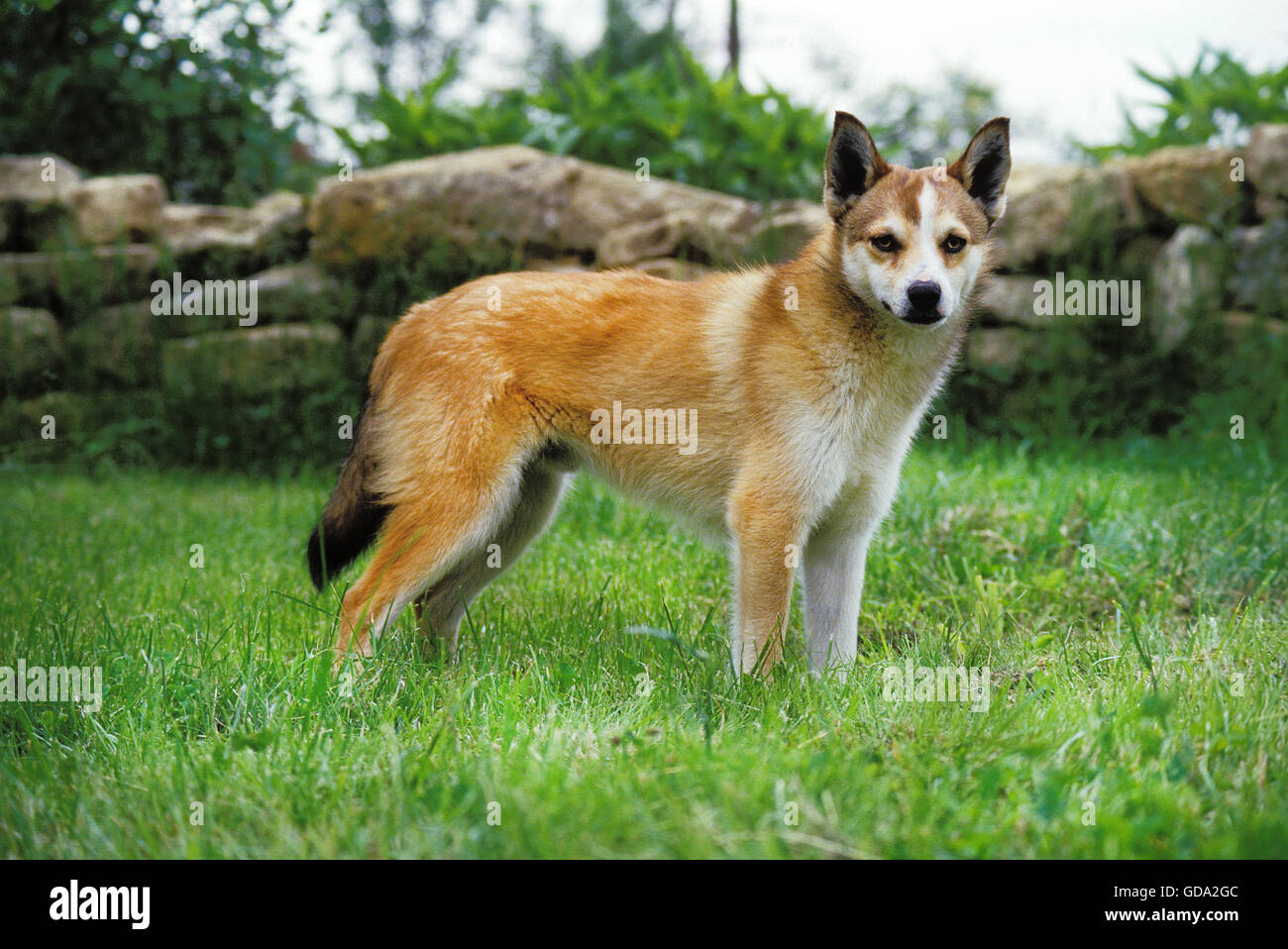 NORGEVIAN LUNDEHUND SPITZ, ERWACHSENE AUF GRASLAND Stockfoto