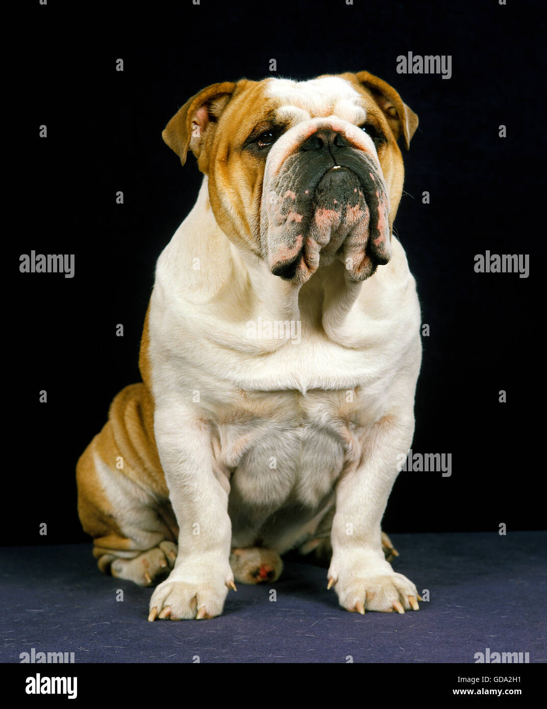 Männliche englische Bulldogge, Hund sitzend Stockfoto