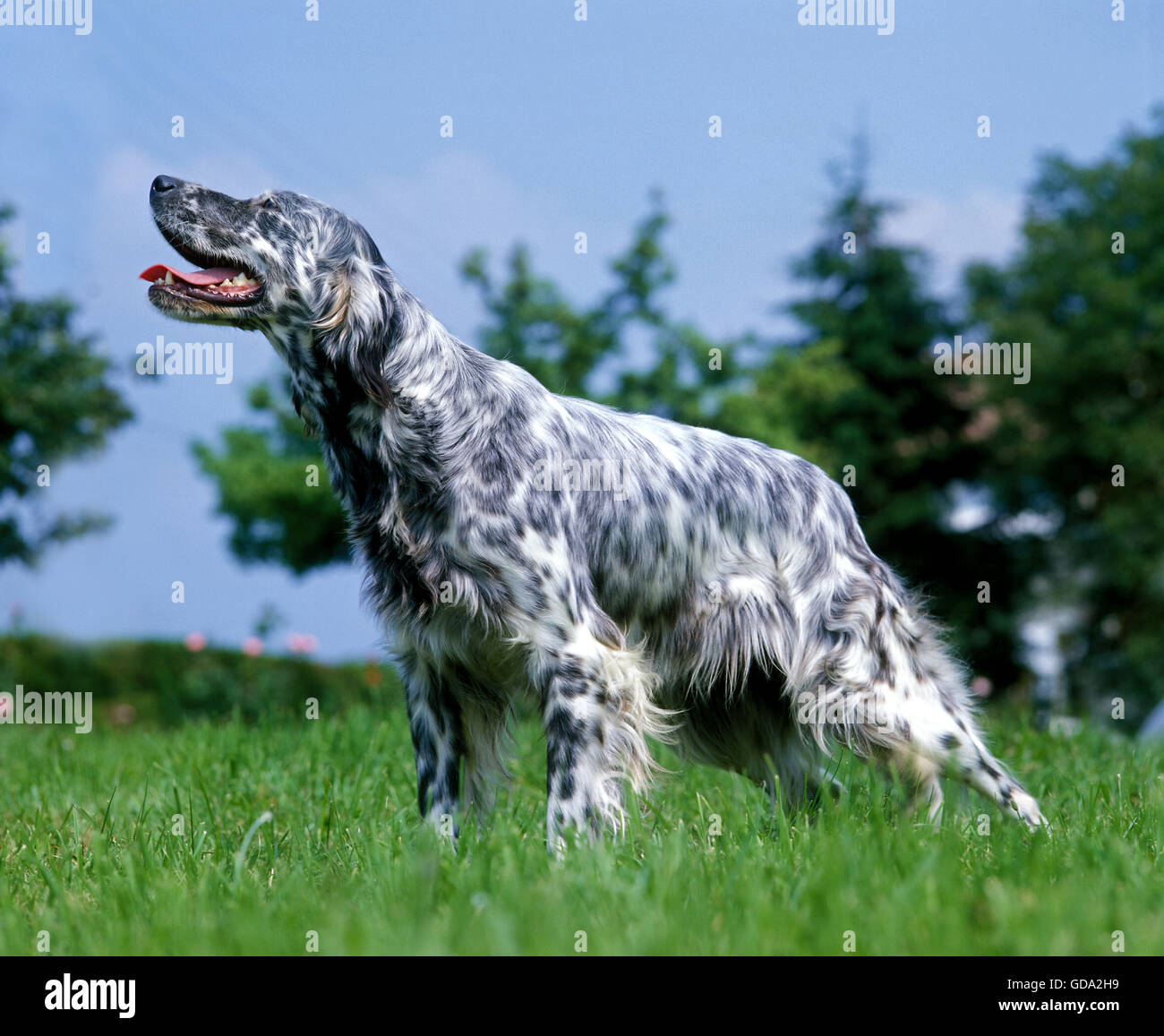 Englisch Setter Hund auf Rasen Stockfoto