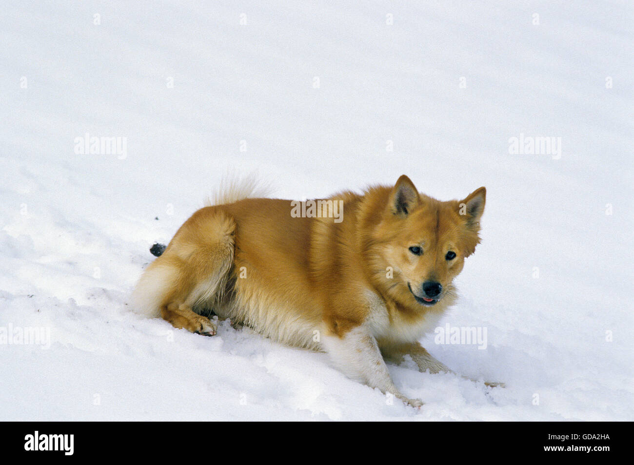 Islandhund oder Islandhund auf Schnee Stockfoto