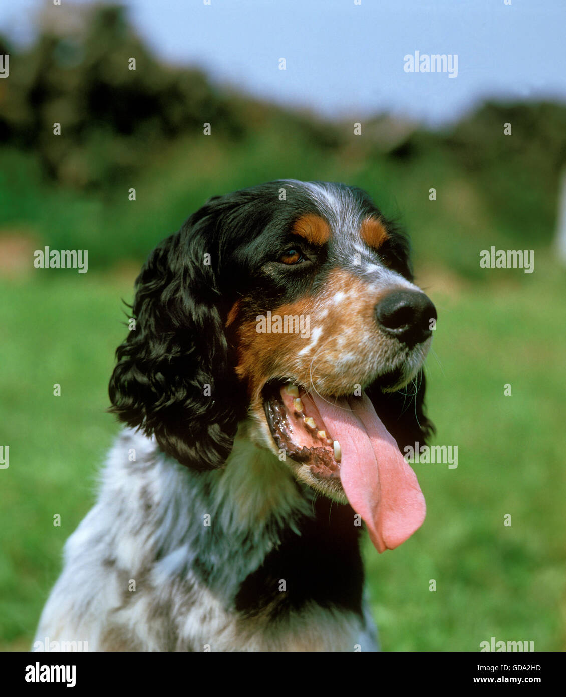 Porträt des English Setter Hund mit Zunge heraus Stockfoto