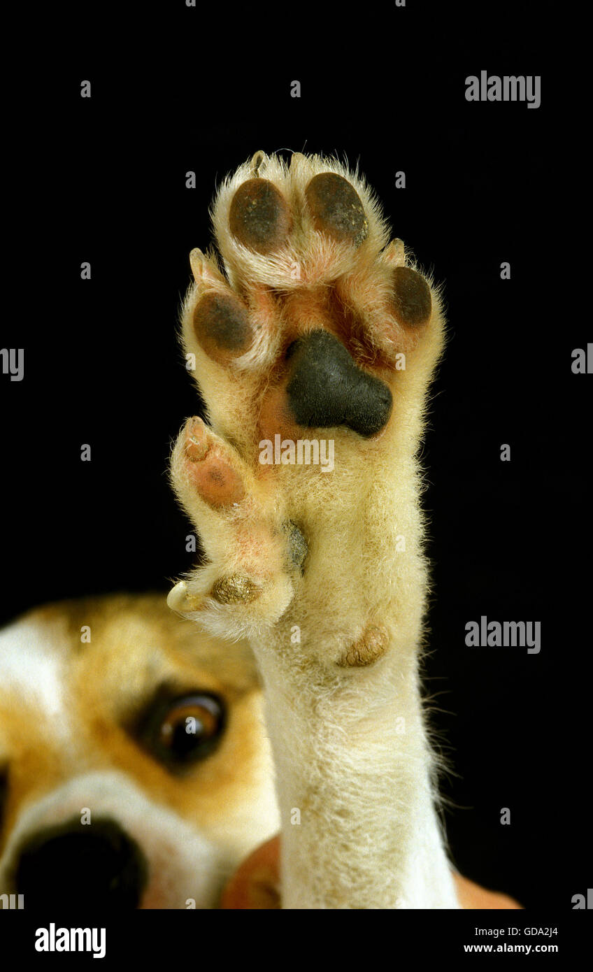 Norwegisch Lundehung Spitz, Nahaufnahme von Paw Stockfoto