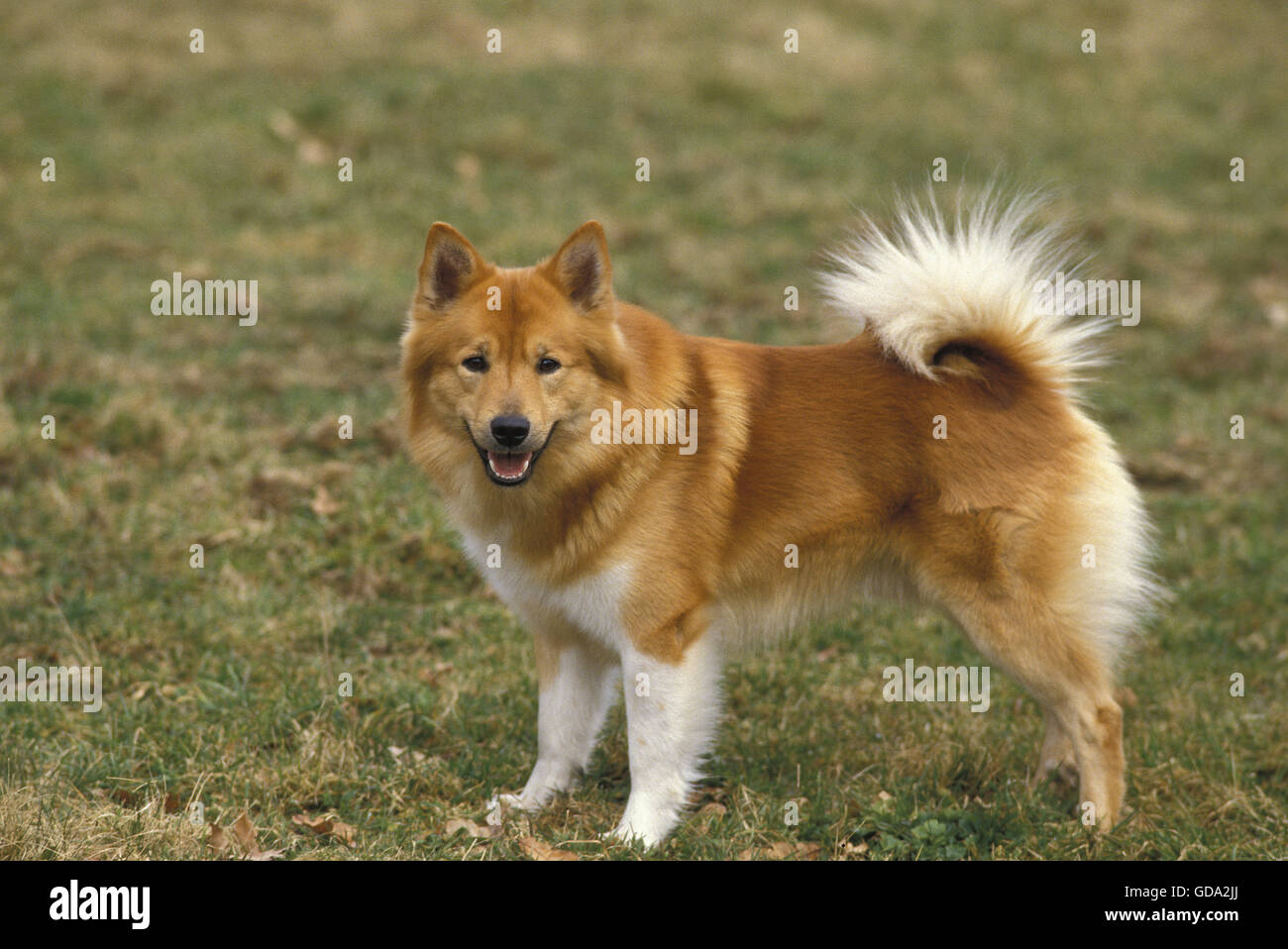 Islandhund oder Islandhund auf Rasen Stockfoto