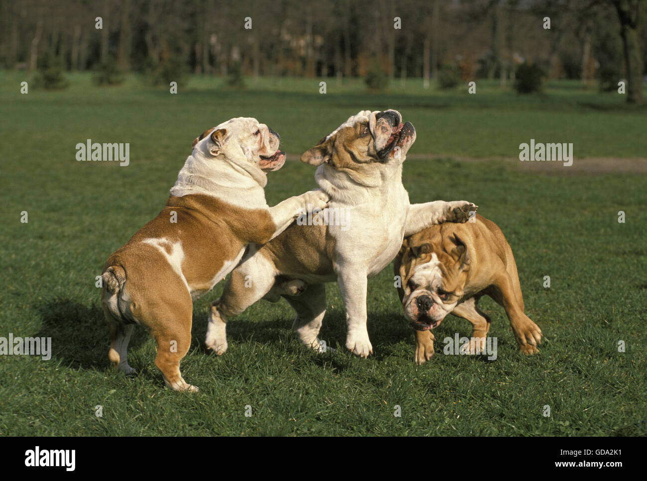 Englische Bulldogge, Hunde spielen auf Rasen Stockfoto