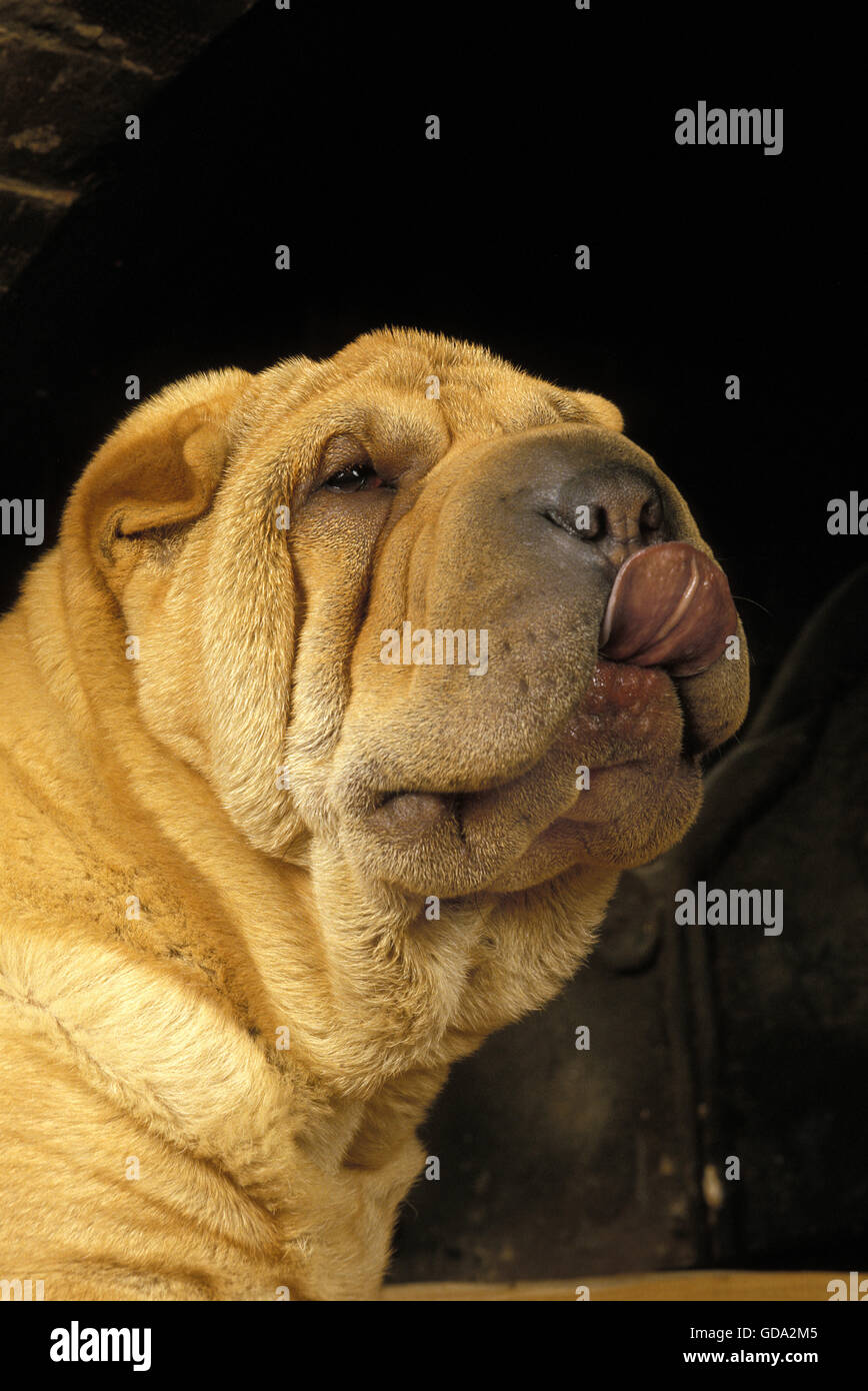 Shar Pei Hund, Porträt von Pup mit Zunge heraus Stockfoto