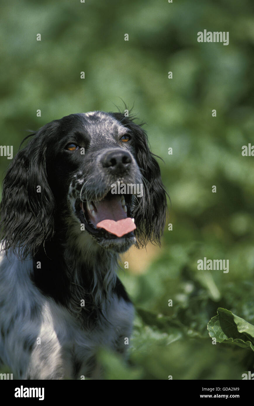 Englisch Setter Hund, Porträt von Erwachsenen Stockfoto