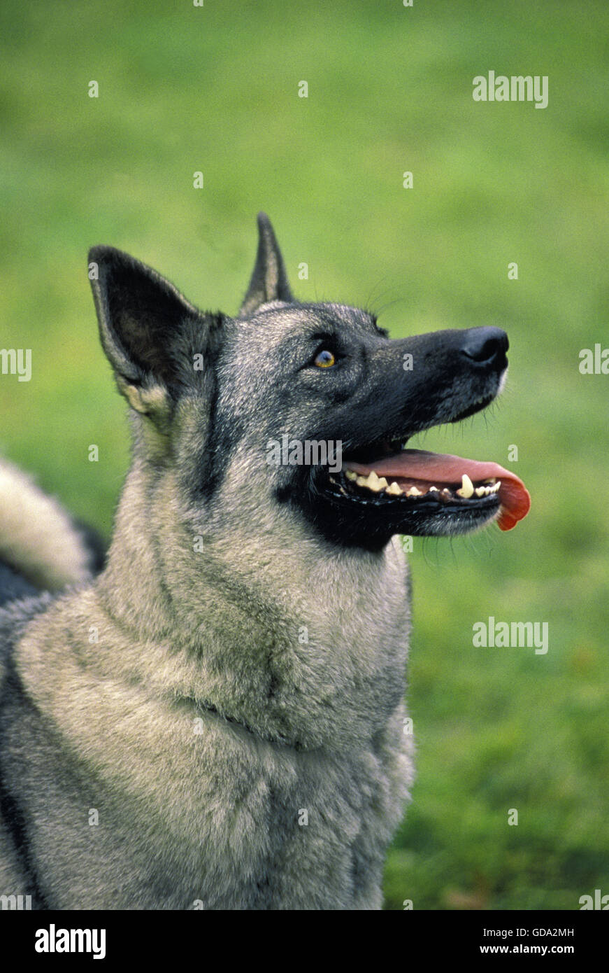 Porträt von Norwegischer Elchhund Hund Stockfoto