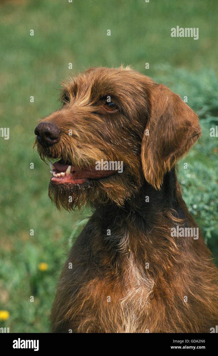 Pudel Pointer, Porträt des Hundes Stockfoto