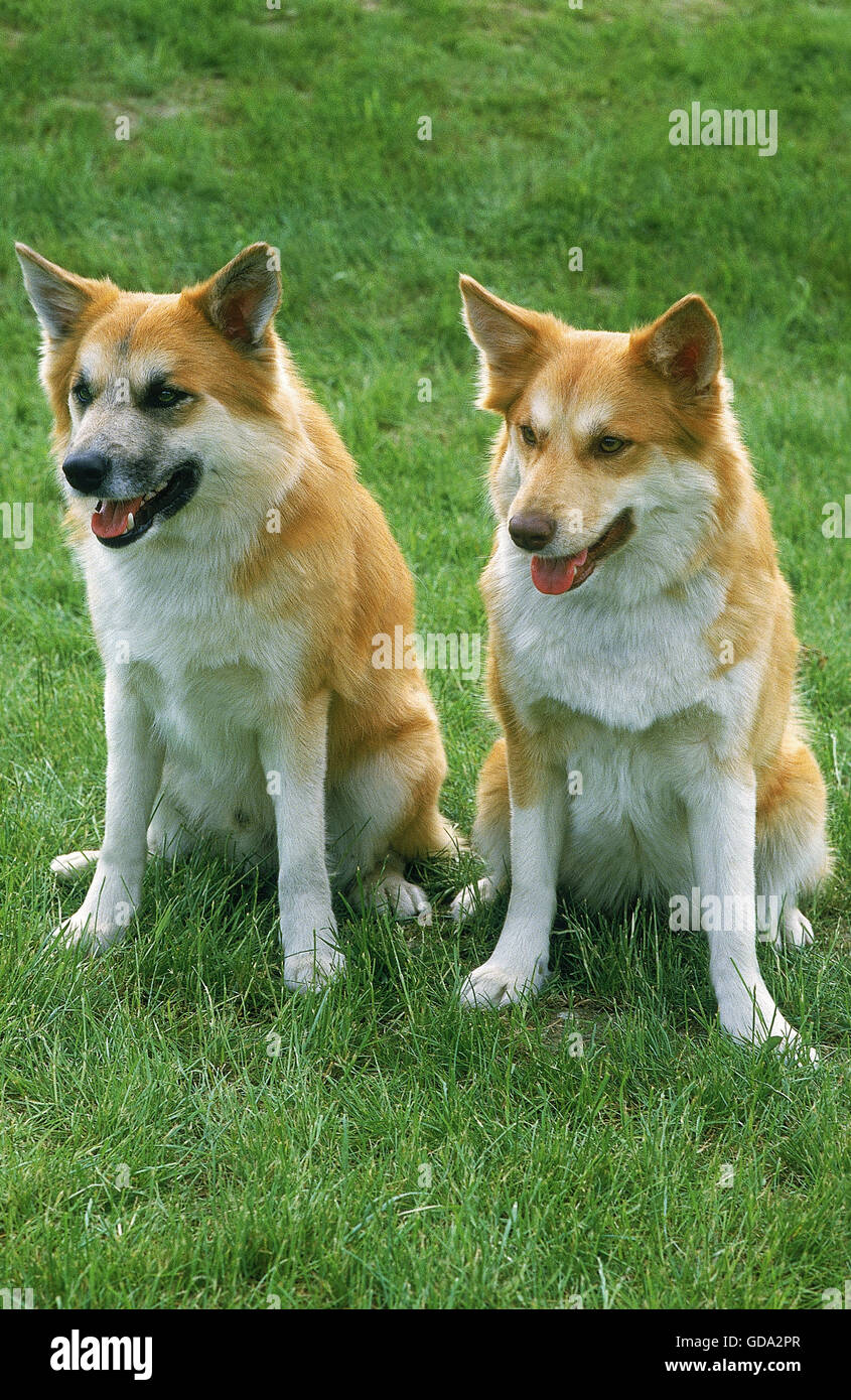Sibirische Laika Hunde -Fotos Und -Bildmaterial In Hoher Auflsung Alamy