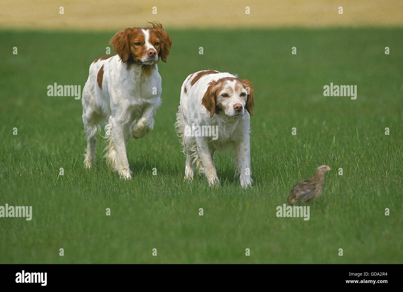 BRITTANY SPANIEL HUND, ERWACHSENE AUF REBHUHN Stockfoto