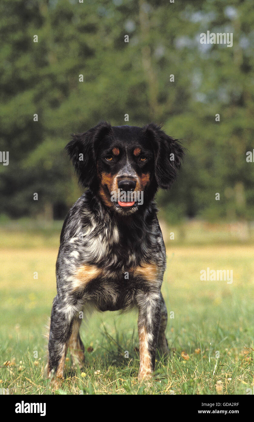 BRITTANY SPANIEL HUND, ERWACHSENE ON GRASS Stockfoto
