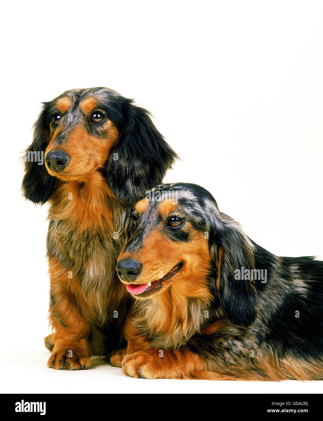 Langhaarige Daschund Dog vor weißem Hintergrund Stockfoto