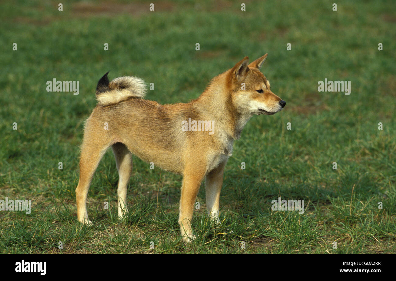 Shiba Inu Hund, Erwachsene auf Rasen Stockfoto