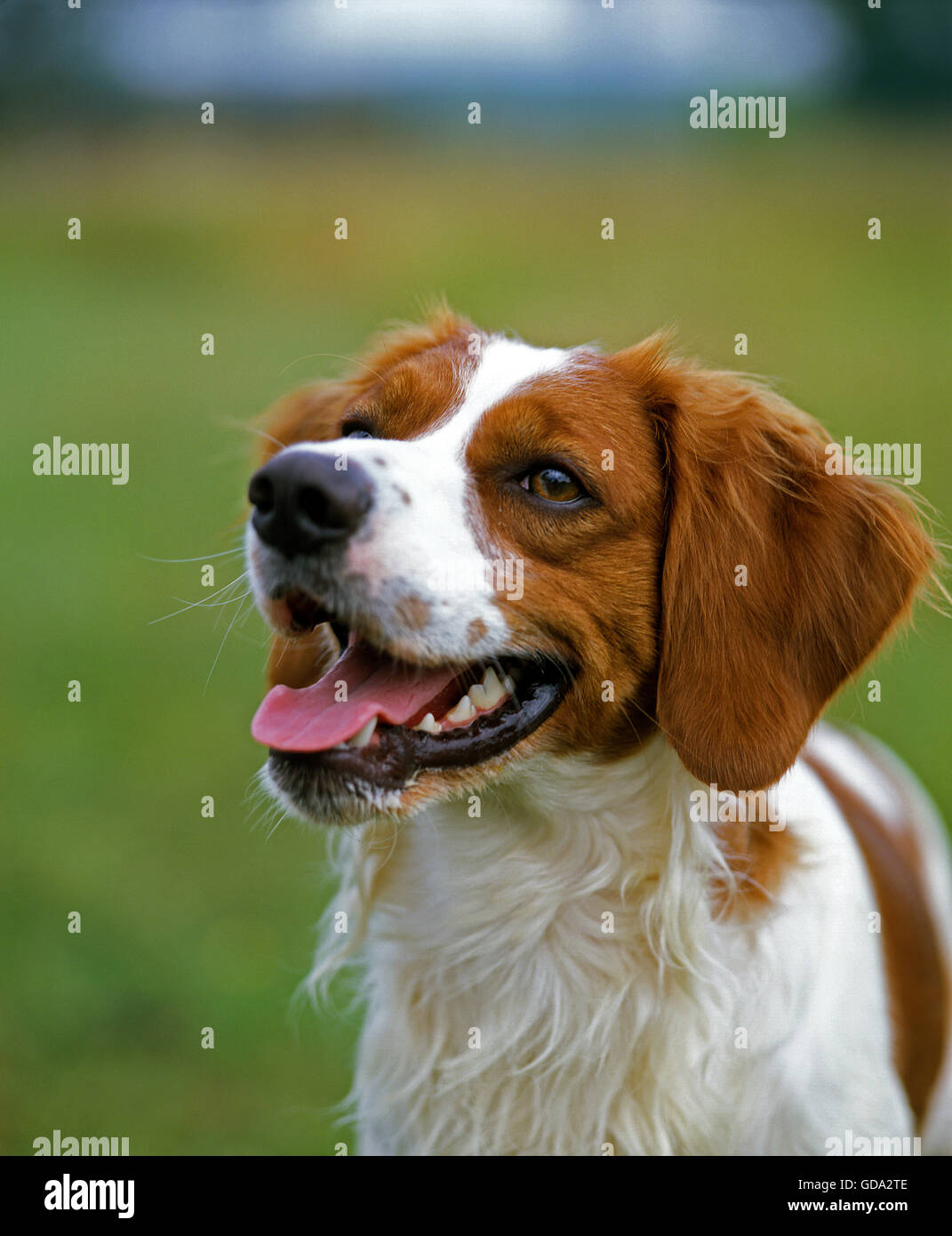 Brittany Spaniel Hund, Portrait Stockfoto