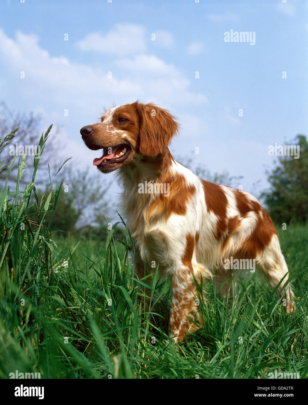 Brittany Spaniel, Erwachsene auf Rasen Stockfoto