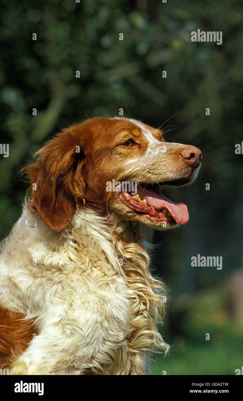 Brittany Spaniel, Portrait des Hundes mit offenem Mund Stockfoto