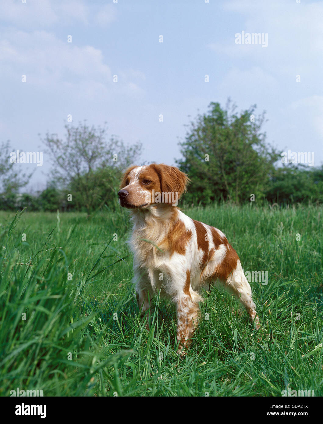 Brittany Spaniel, Hund auf Rasen Stockfoto