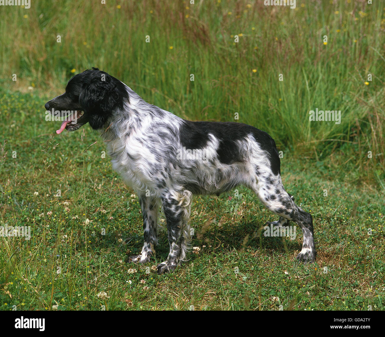 Brittany Spaniel, Erwachsene auf Rasen Stockfoto