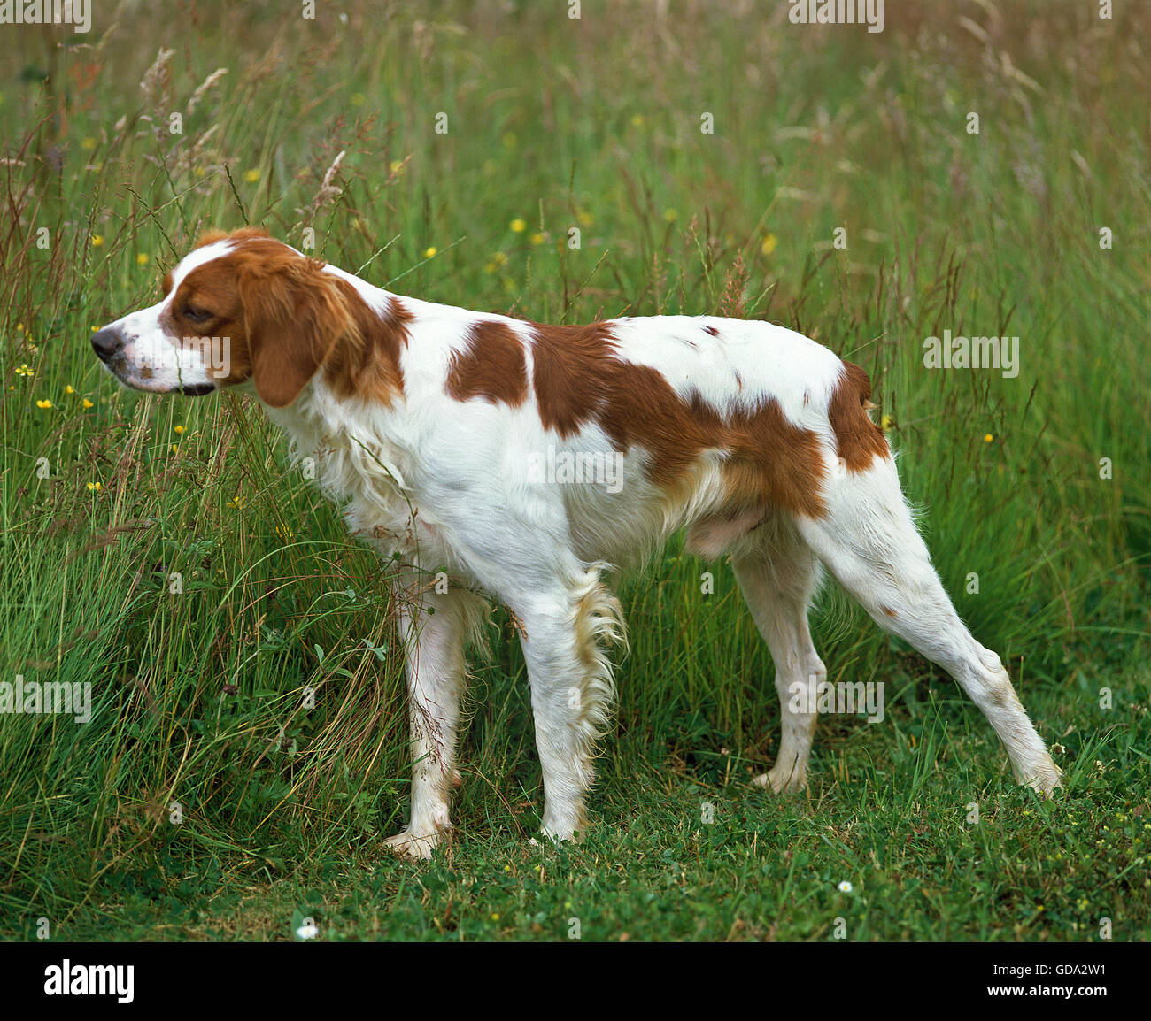 Brittany Spaniel, Hund auf Rasen Stockfoto