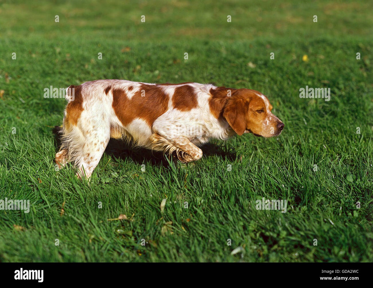 Brittany Spaniel Hund, Erwachsenen zeigen Stockfoto