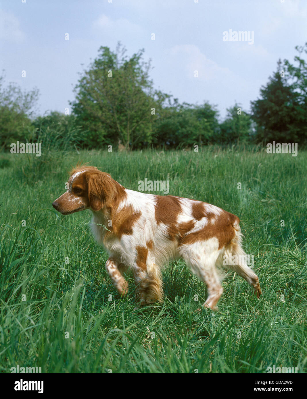 Brittany Spaniel, Hund zeigen Stockfoto