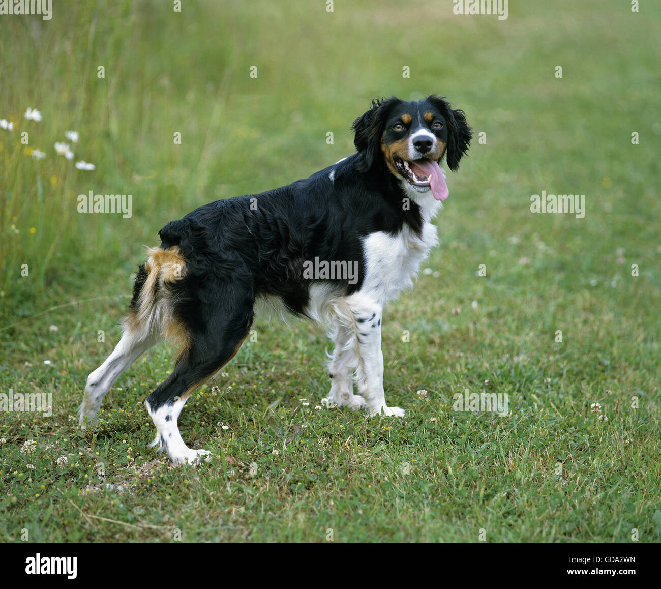 Brittany Spaniel, Hund auf Rasen mit Zunge heraus Stockfoto