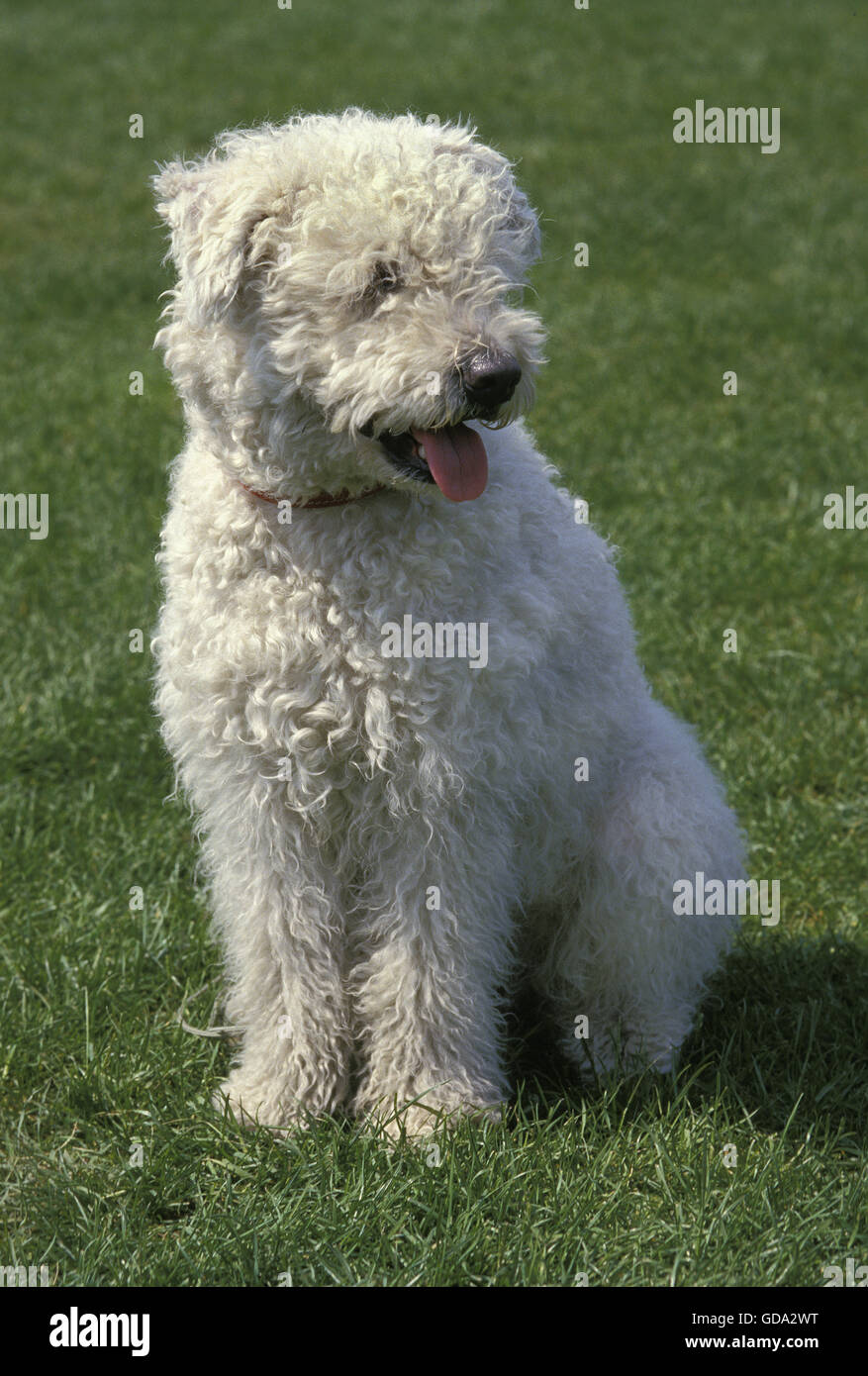 Ungarischer Pumi Hund, Erwachsene auf Rasen Stockfotografie - Alamy