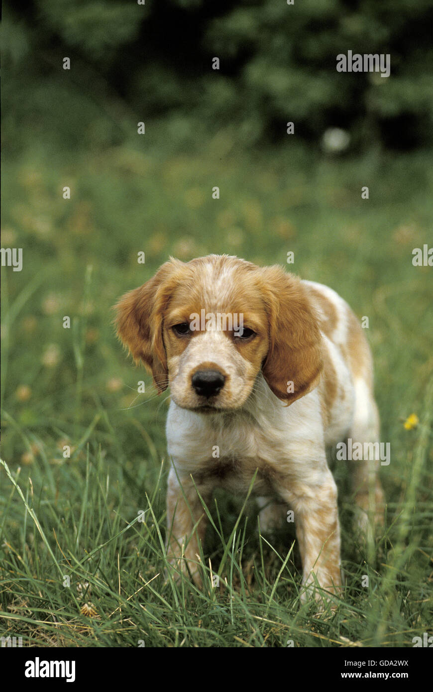 Brittany Spaniel Hund, Welpe auf dem Rasen Stockfoto