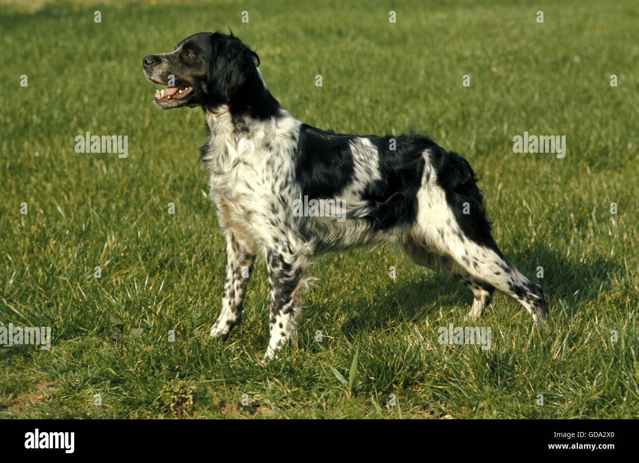 Brittany Spaniel Hund auf Rasen Stockfoto