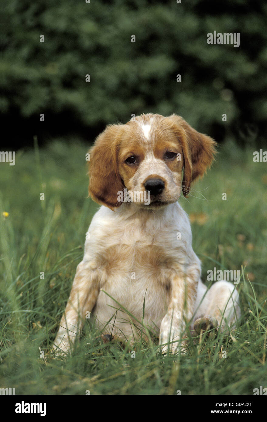 Brittany Spaniel Hund, Welpe auf dem Rasen sitzen Stockfoto