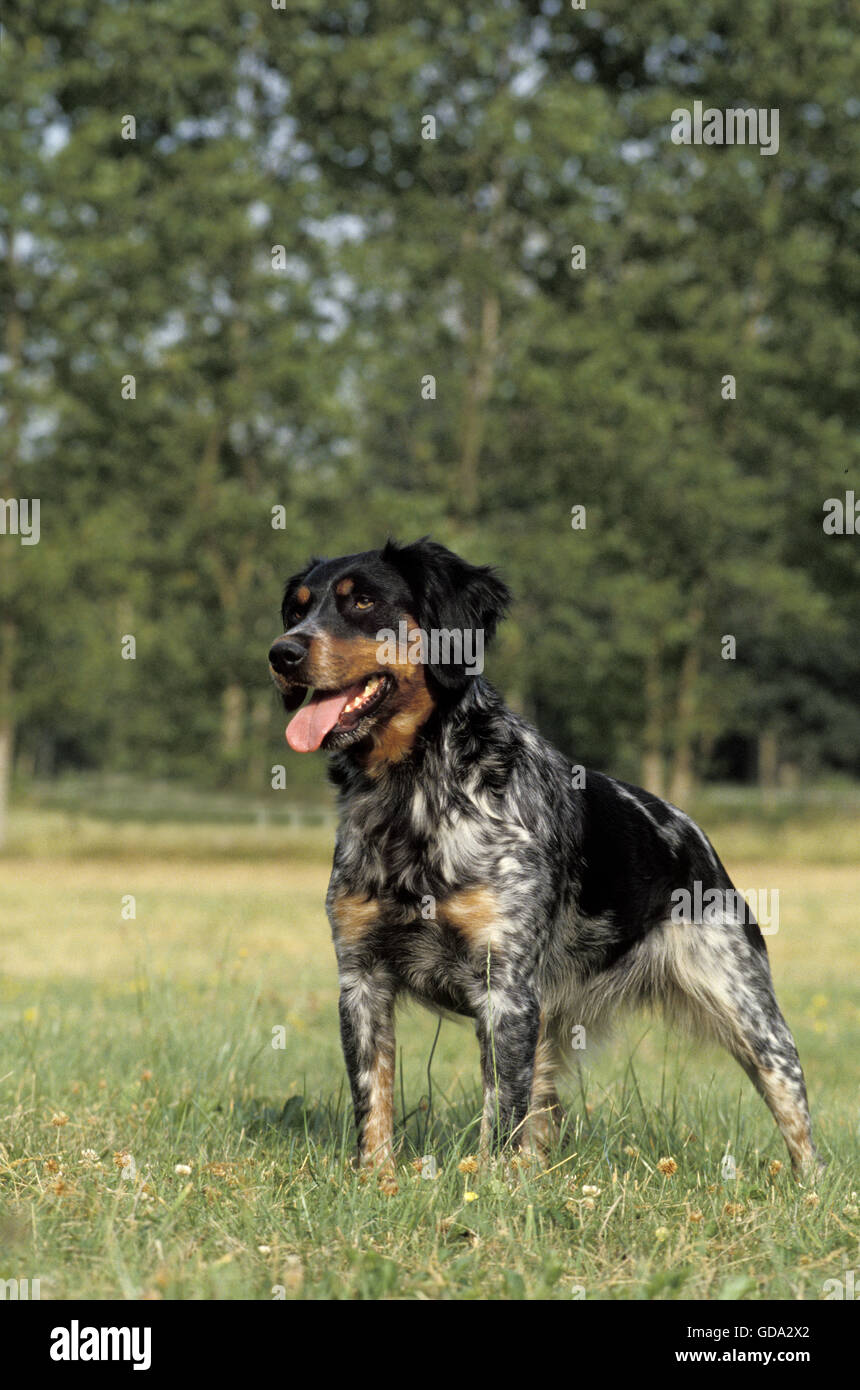 Brittany Spaniel Hund auf Rasen Stockfoto