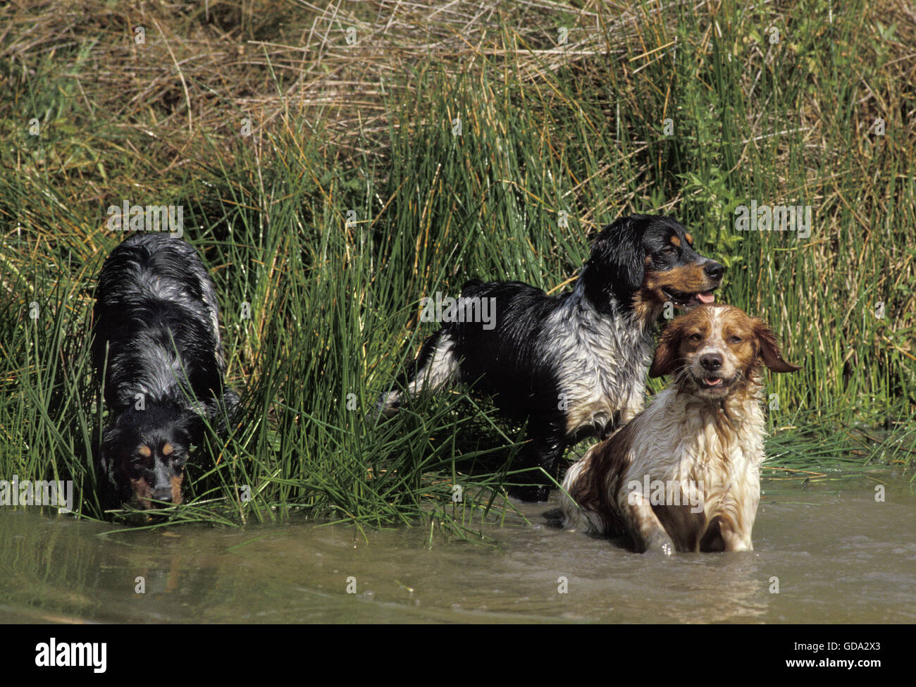 Brittany Spaniel, Hund in Wasser Stockfoto