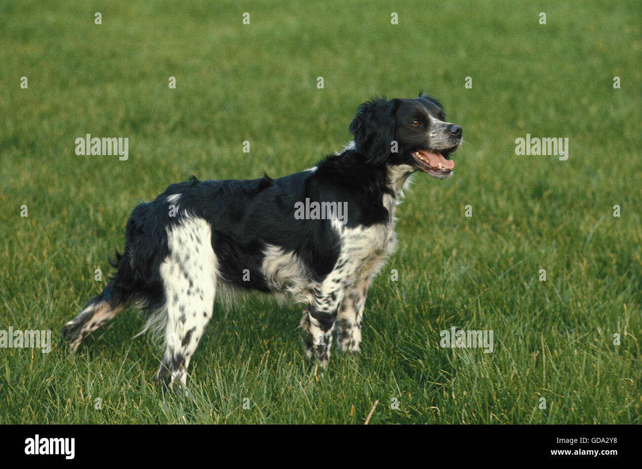 Brittany Spaniel, Hund auf Rasen Stockfoto