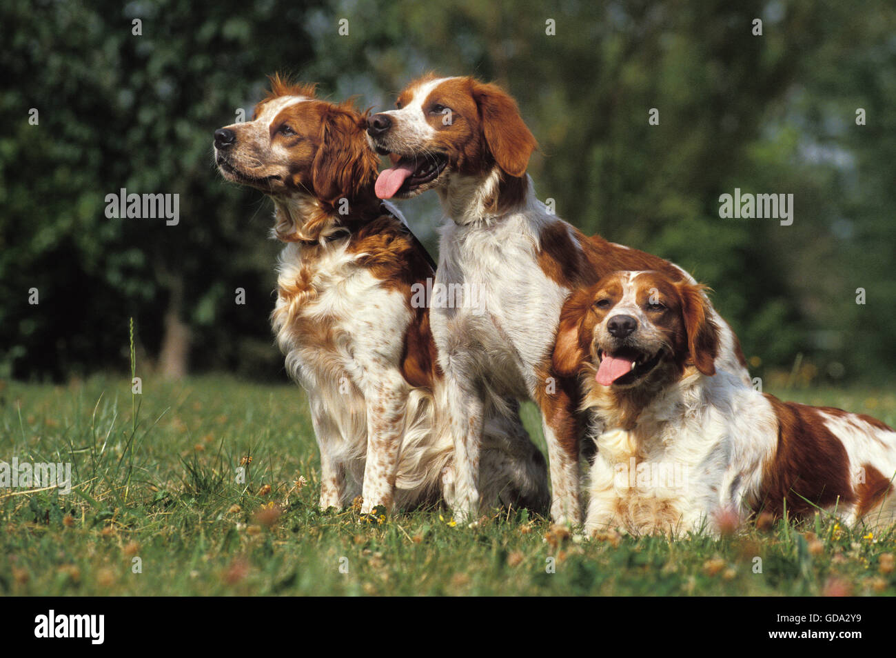 Brittany Spaniel, Hund auf Rasen Stockfoto