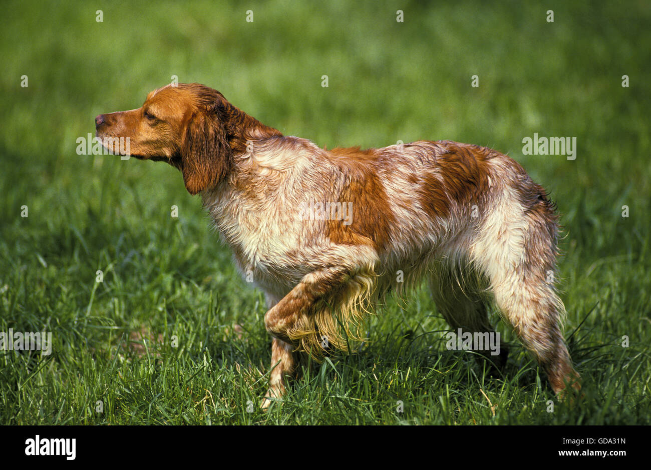 Bretagne Spaniel, Hund zeigen Stockfoto