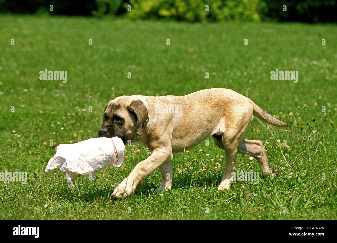 Welpen von Mastiffhund spielen auf Rasen Stockfoto