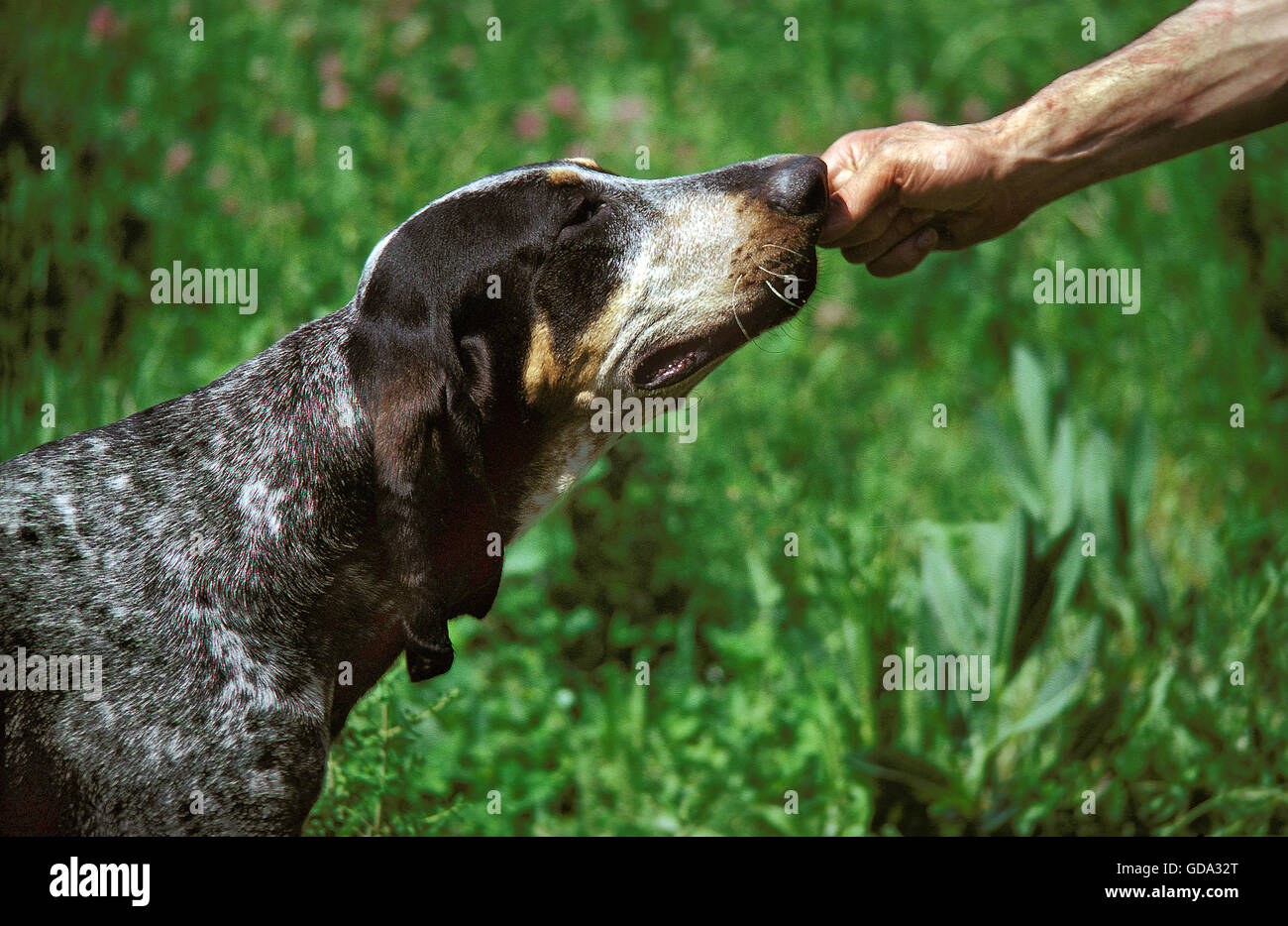 GRAND BLEU DE GASCOGNE HUND, FOTO ILLUSTRIERT STRAFE Stockfoto