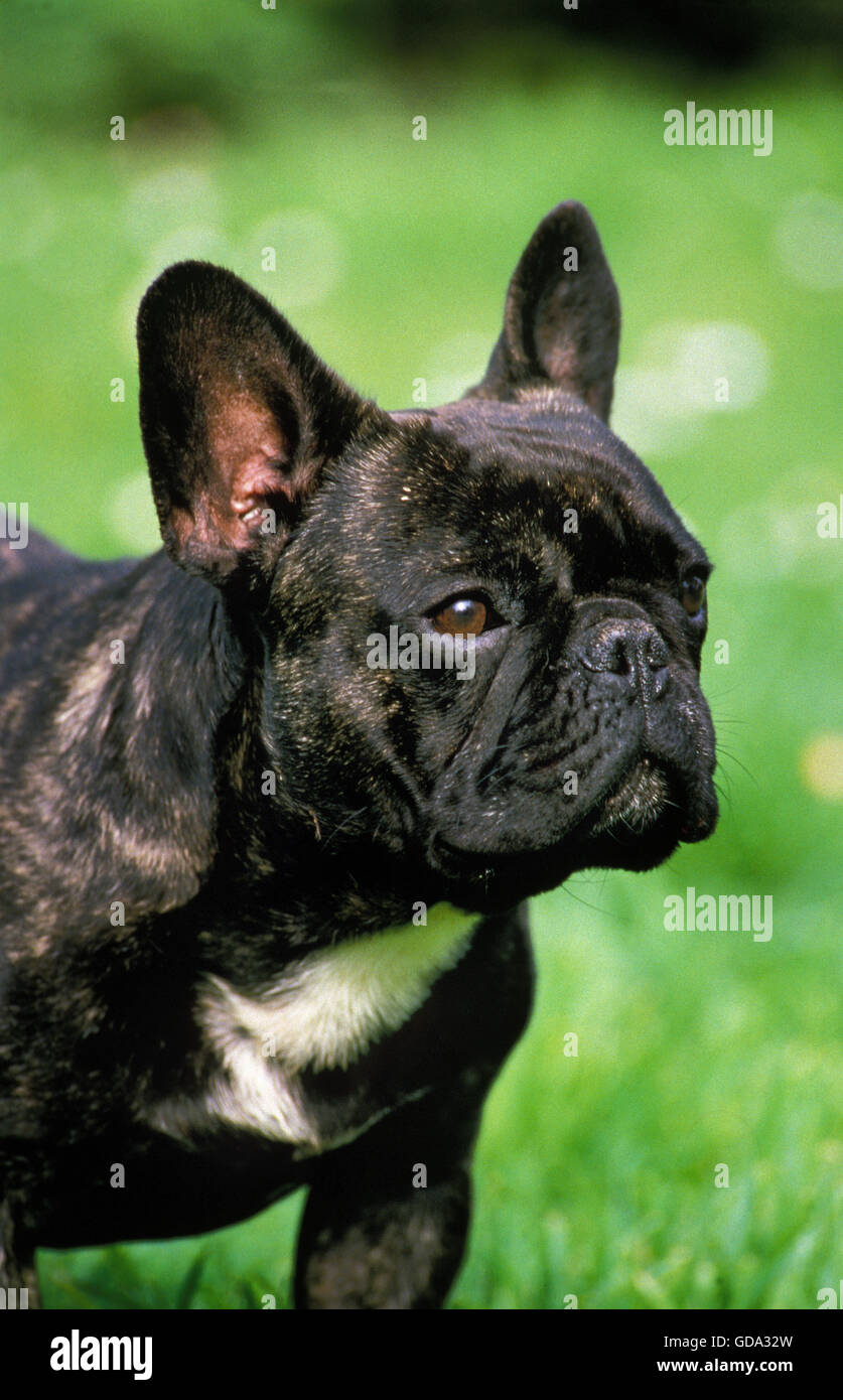 Französische Bulldogge, Portrait des Hundes Stockfoto