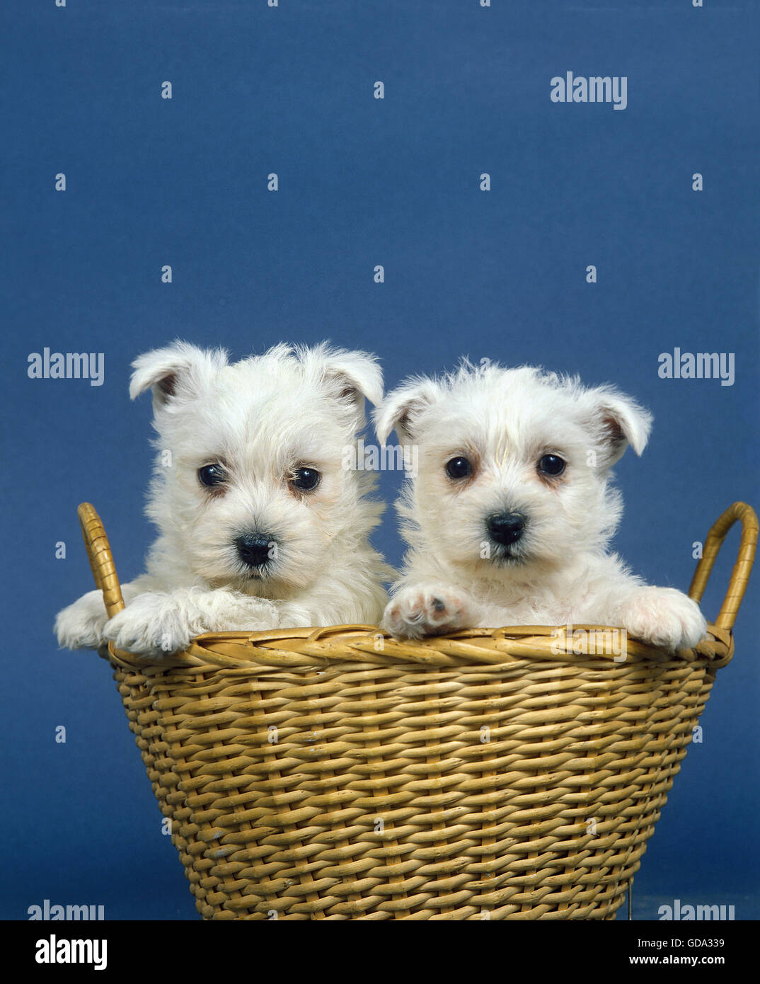 WEST HIGHLAND WHITE TERRIER, WELPEN IM KORB Stockfoto