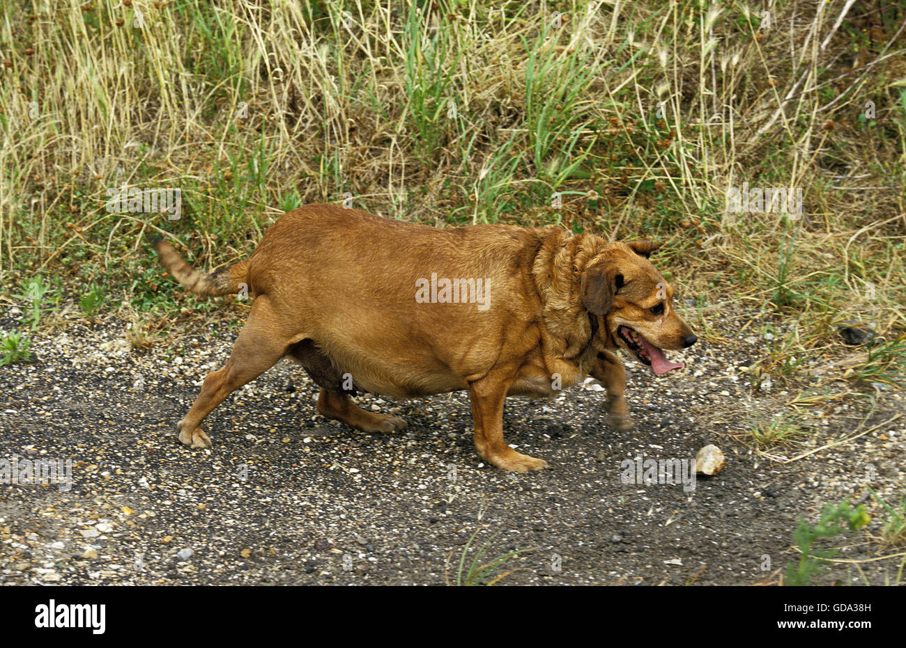 Haushund, übergewichtige Erwachsene Stockfoto