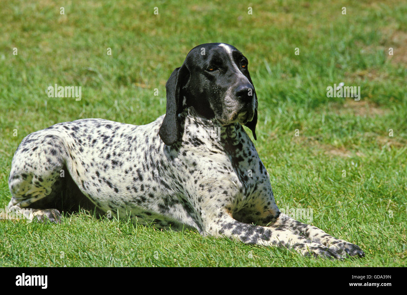 Blaue Auvergne Vorstehhund, Erwachsenen Verlegung auf Rasen Stockfoto