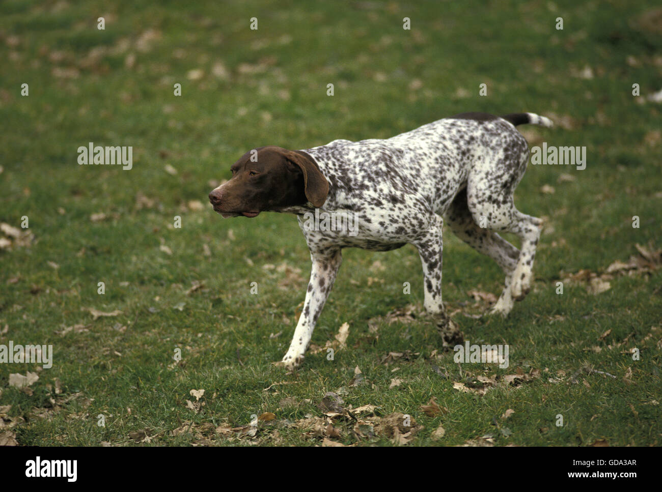 Französisch zeigen Pyrenäen Hundeart, Erwachsene zu Fuß auf dem Rasen Stockfoto