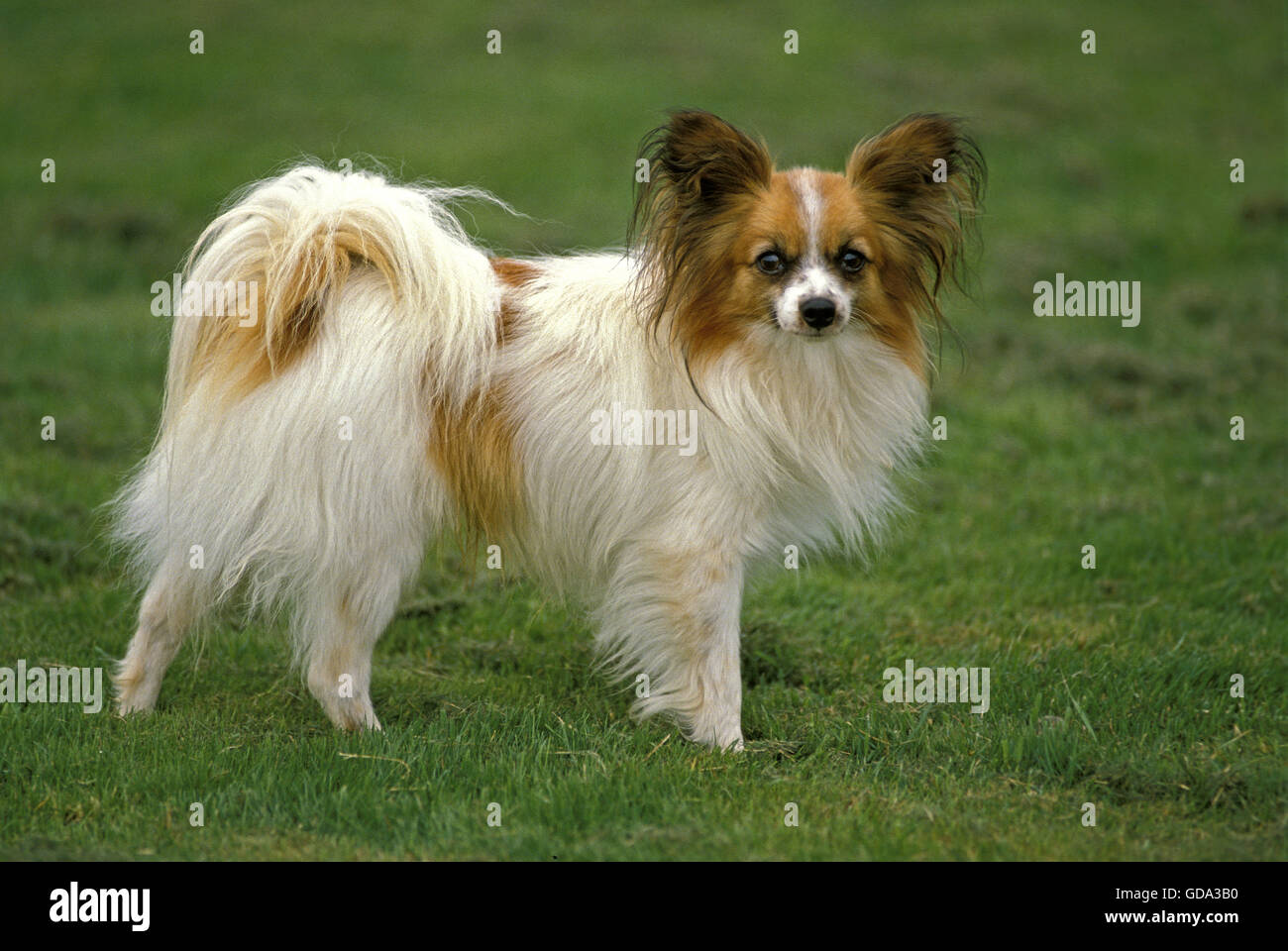 Papillon Stockfotos und bilder Kaufen Alamy