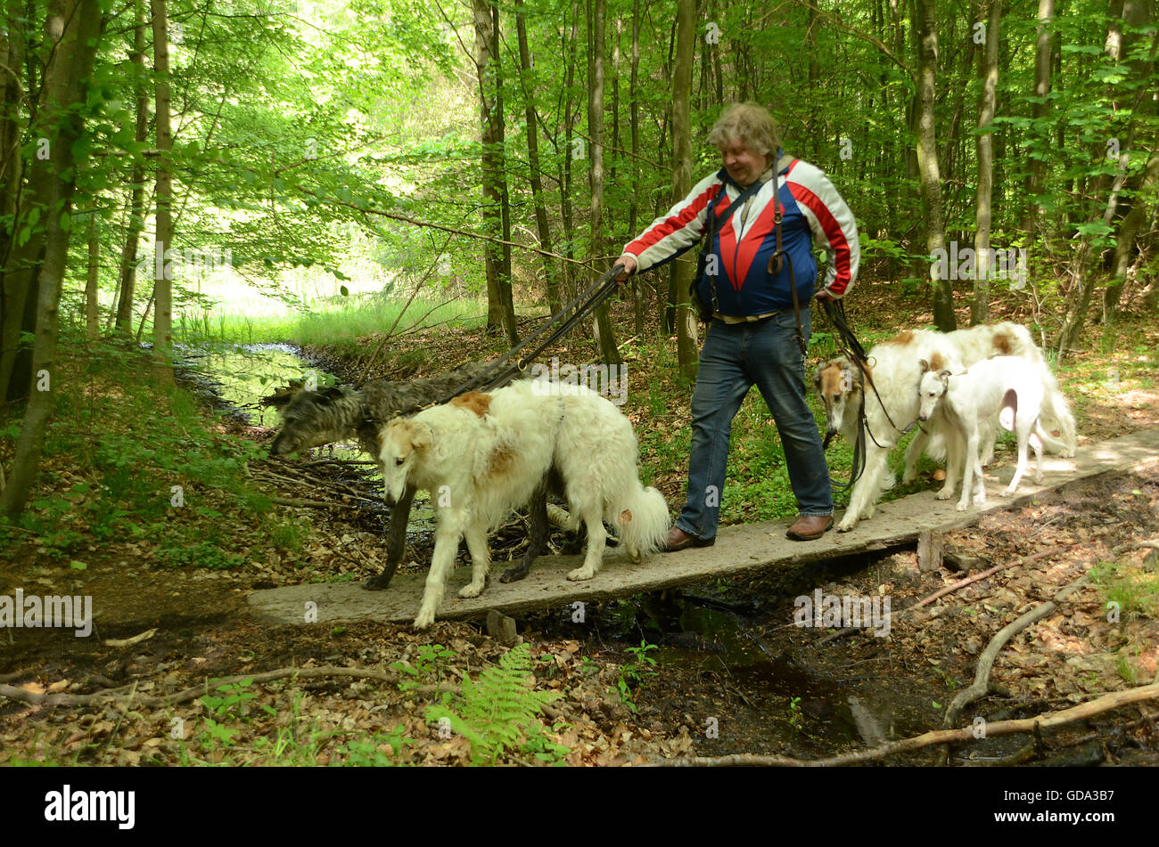 Person mit 5 Hunden überquert eine kleine Brücke über einen Bach. Wird die Brücke die große Last verwalten? Stockfoto