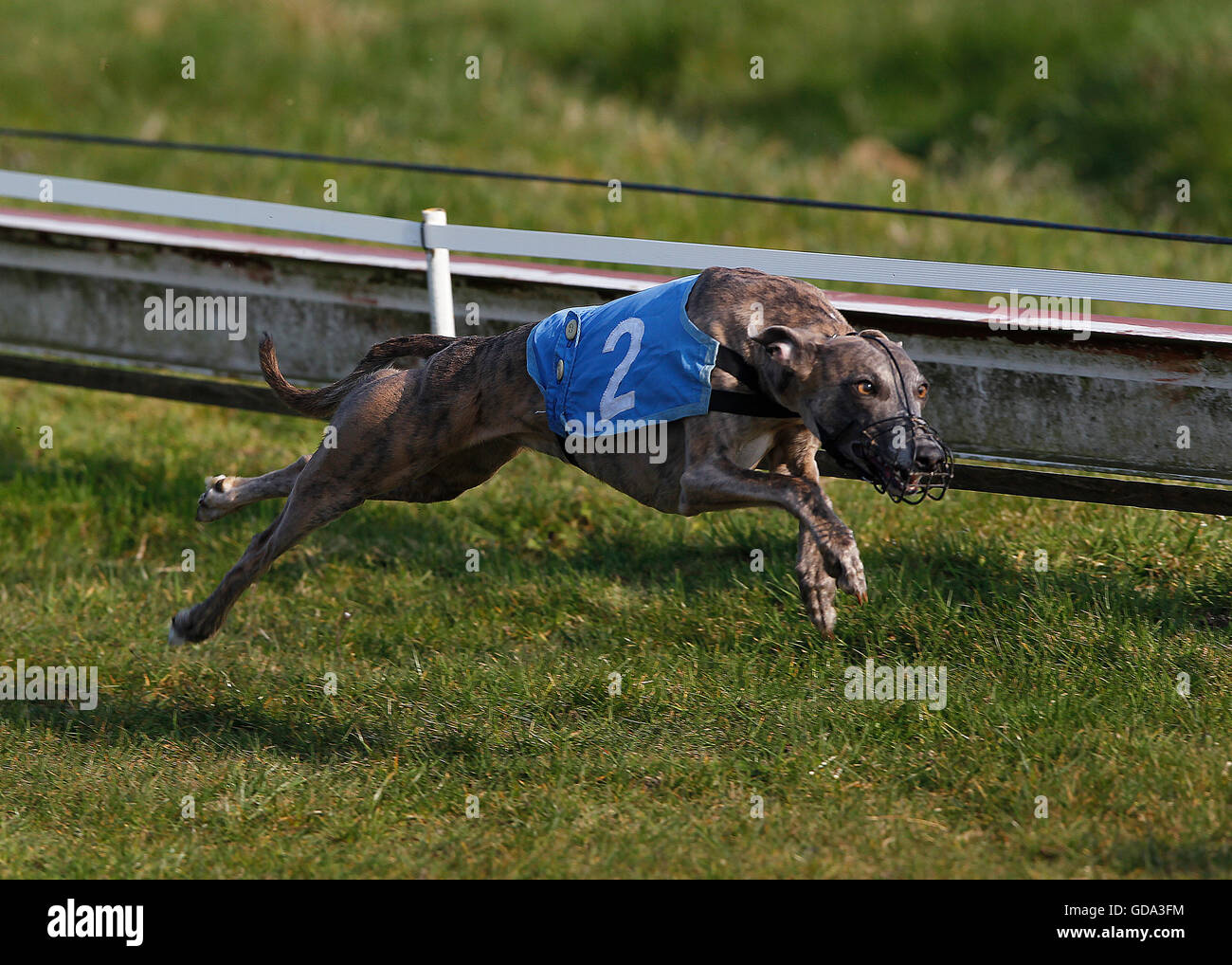 Greyhound Hund laufen, Rennen auf Strecke Stockfoto